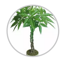 綠植搭配也有講究！